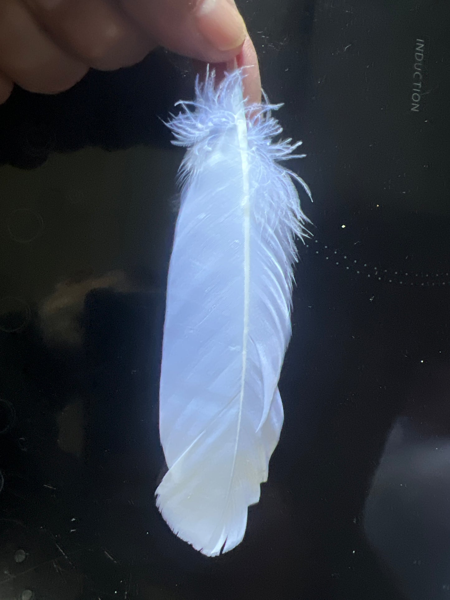 Plume Blanche Décorative 15cm