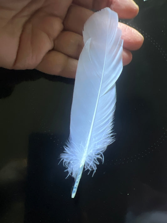 Plume Blanche Décorative 15cm